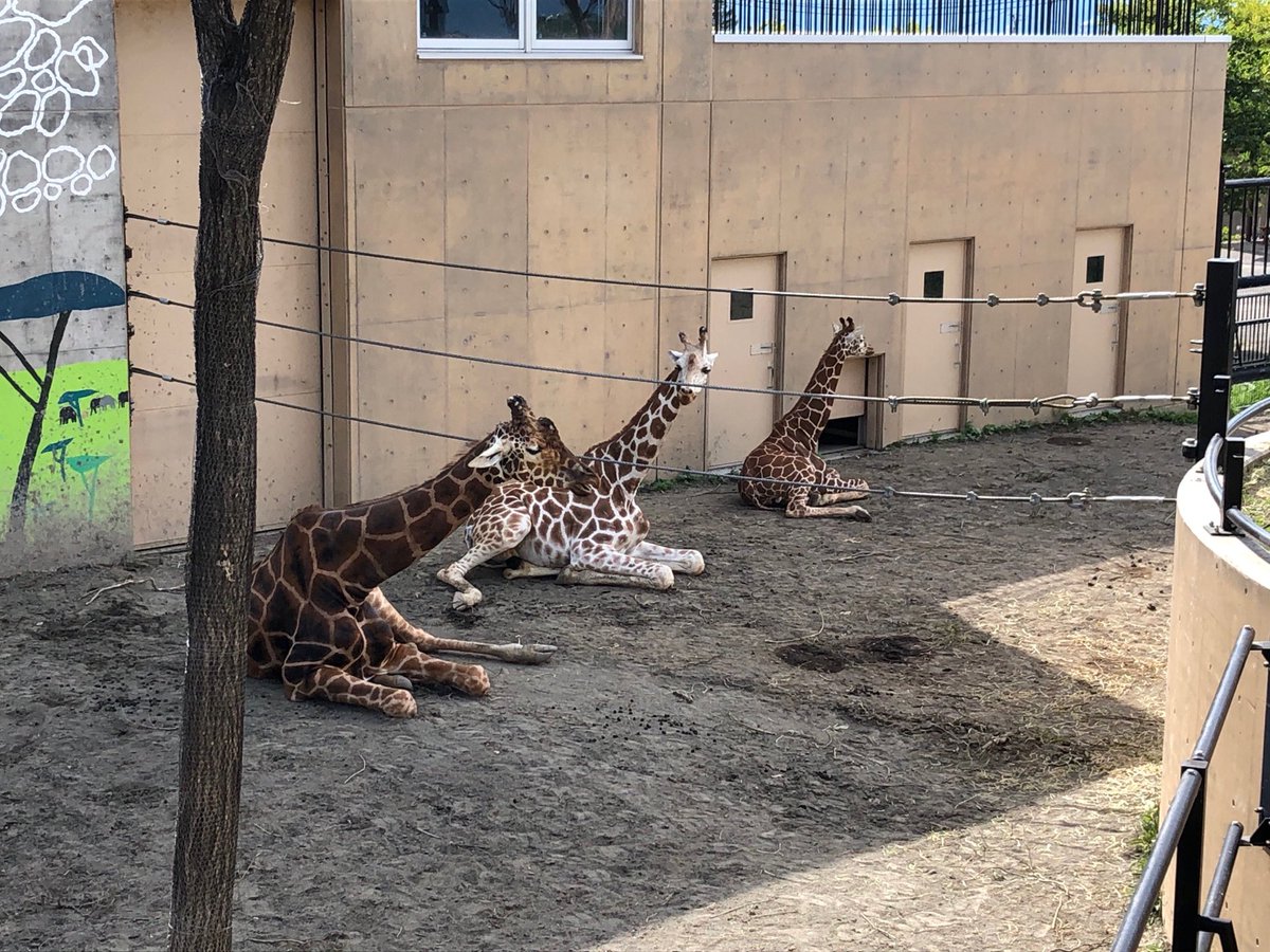 旭川市旭山動物園 公式 キリンの親子 同じポーズで休んでいました キリン Giraffe アミメキリン ゲンキ 結 永友 きりん舎