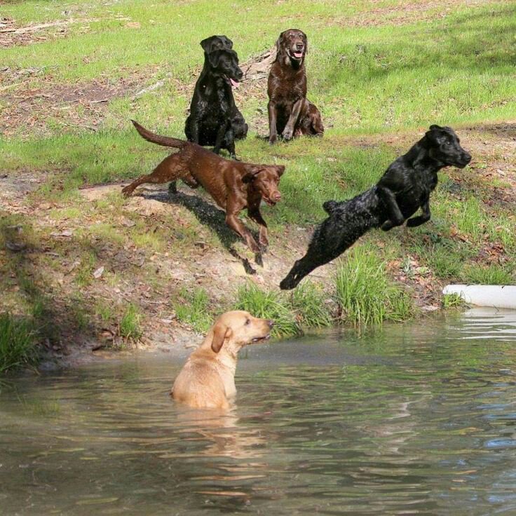 LabredorM's tweet image. “When the dog looks at you, the dog is not thinking what kind of a person you are. The dog is not judging you.”
.
.
#labrador #labradorretriever #dog #dogs #dogmom #dogsoftwitter #doglover #dogstagram #doggy