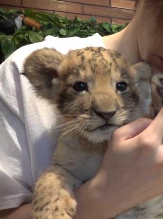 らいおんになります。 81k81kyKH1L._AC_UF350,