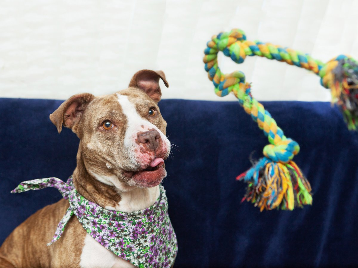 Friends of Lucas County Dogs tweet media