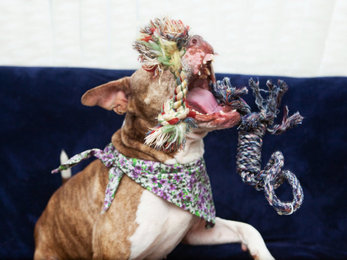 Friends of Lucas County Dogs tweet media