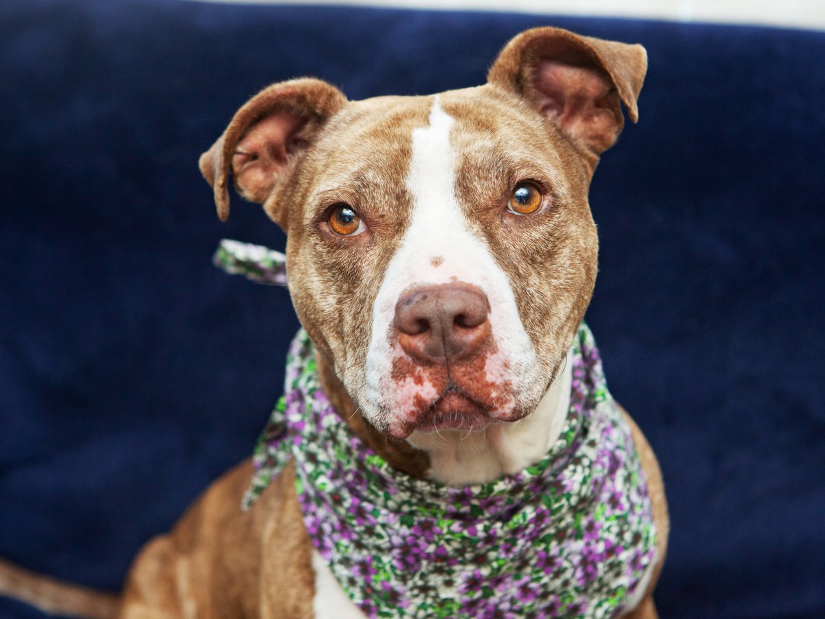 Friends of Lucas County Dogs tweet media