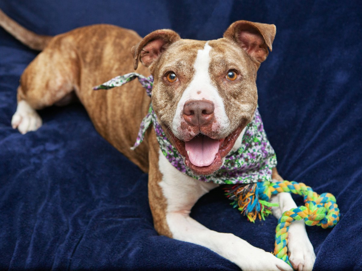 Friends of Lucas County Dogs tweet media