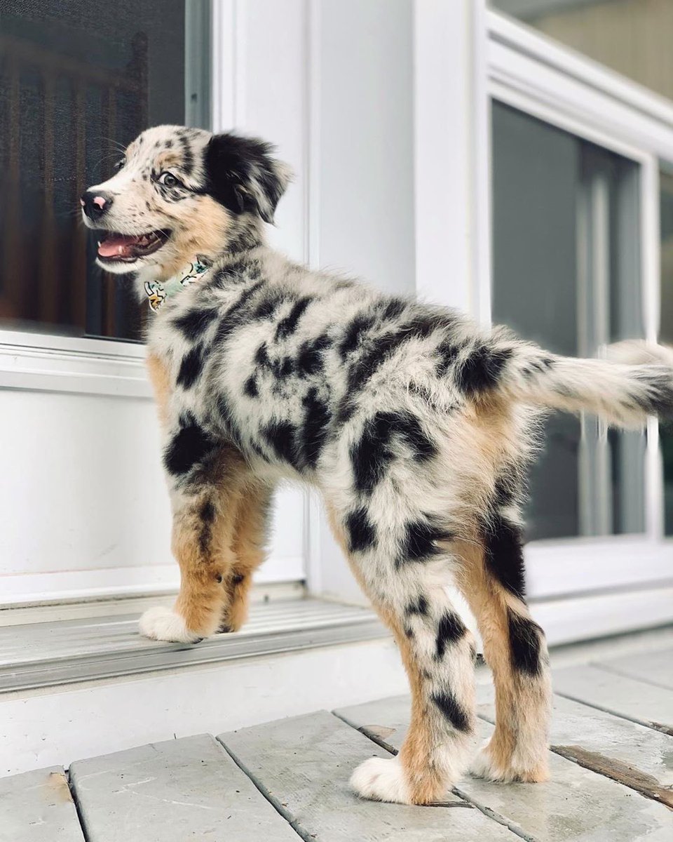 Meet Strawberry!🐶, image size:960x1200