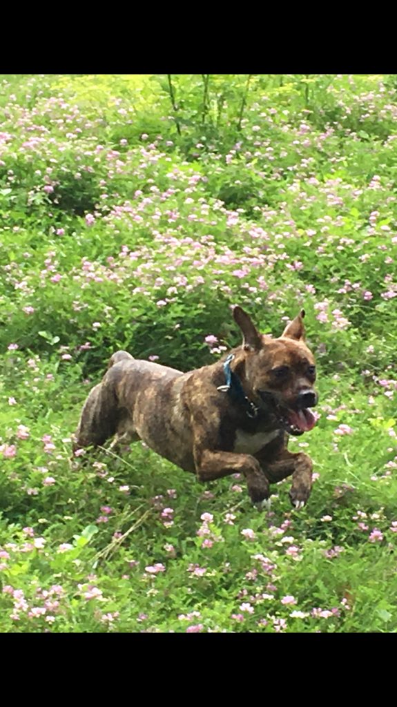 treefortrichard's tweet image. When you get home from work and find all your @Tivo shows have skip availabile!!! #TivoBolt #QuickMode #SkipEnabled