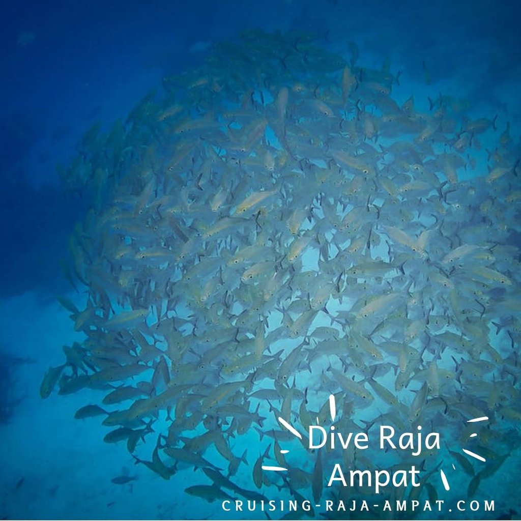 wisesarajaampat's tweet photo. Dive Raja Ampat with Wisesa Liveaboard
Wisesa Liveaboard Raja Ampat #rajaampattrip #explorerajaampat #ayokerajaampat #tourrajaampat #wonderfulindonesia #guiderajaampat #wonderfullindonesia  #rajaampattour #ayokelilingindonesia #wisesaliveaboard #wisesarajaampat #cruisingrajaampat https://t.co/w9qzJMPtdy