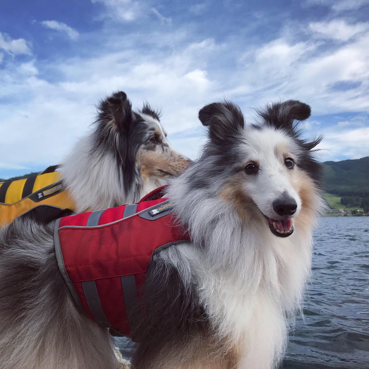 Charpowjoy's tweet photo. 夏の大イベントお盆のコンペが終わってから、3回青木湖の湖上散歩へ行ってきました。
#alphaicon写真投稿キャンペーン #alphaicon #あそんちゅスタイルアドベンチャーズ #kayakingdog #湖上散歩 #sheltie #shetlandsheepdog #シェルティー #シェルティーと遊ぶ #シャルパウジョイだら #2019summer https://t.co/ErHXhZdzk4