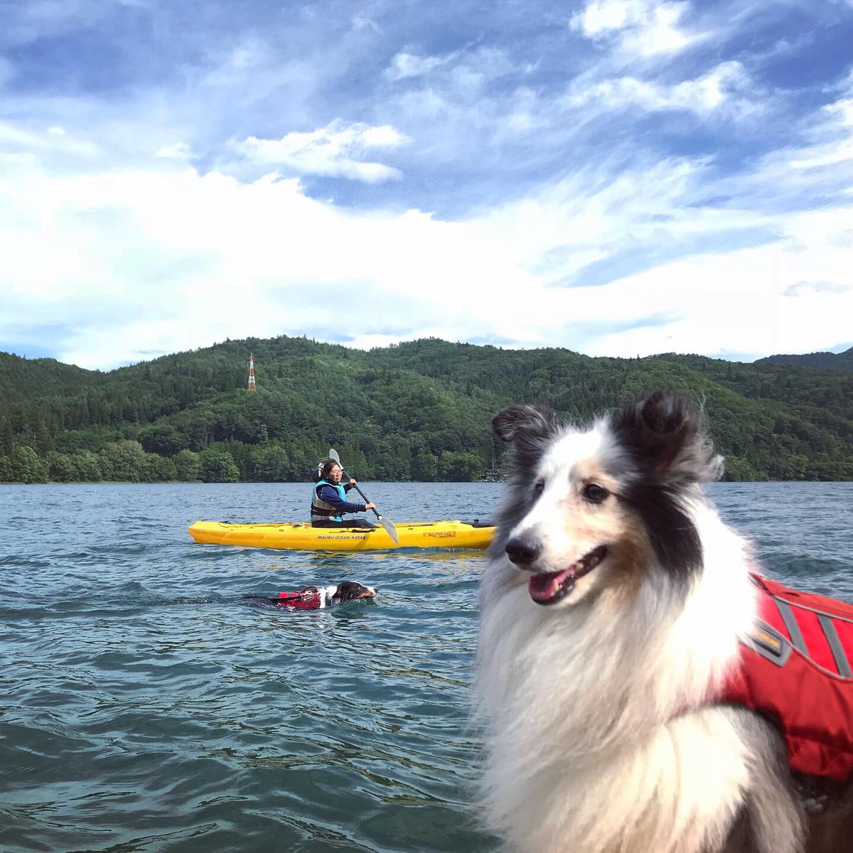 Charpowjoy's tweet photo. 夏の大イベントお盆のコンペが終わってから、3回青木湖の湖上散歩へ行ってきました。
#alphaicon写真投稿キャンペーン #alphaicon #あそんちゅスタイルアドベンチャーズ #kayakingdog #湖上散歩 #sheltie #shetlandsheepdog #シェルティー #シェルティーと遊ぶ #シャルパウジョイだら #2019summer https://t.co/ErHXhZdzk4