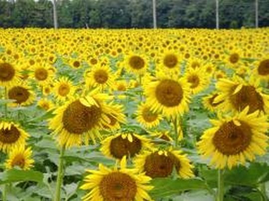 ミーコ 那珂総合公園 ひまわり畑 なかひまわりフェスティバルが開催されます 東京ドーム約３個分の敷地に約２５万本のひまわり インスタ映えもバツグン 詳細 ブログ ママレンジが懐かしい T Co Fuhzsthmbp なかひまわりフェスティバル 那珂総合