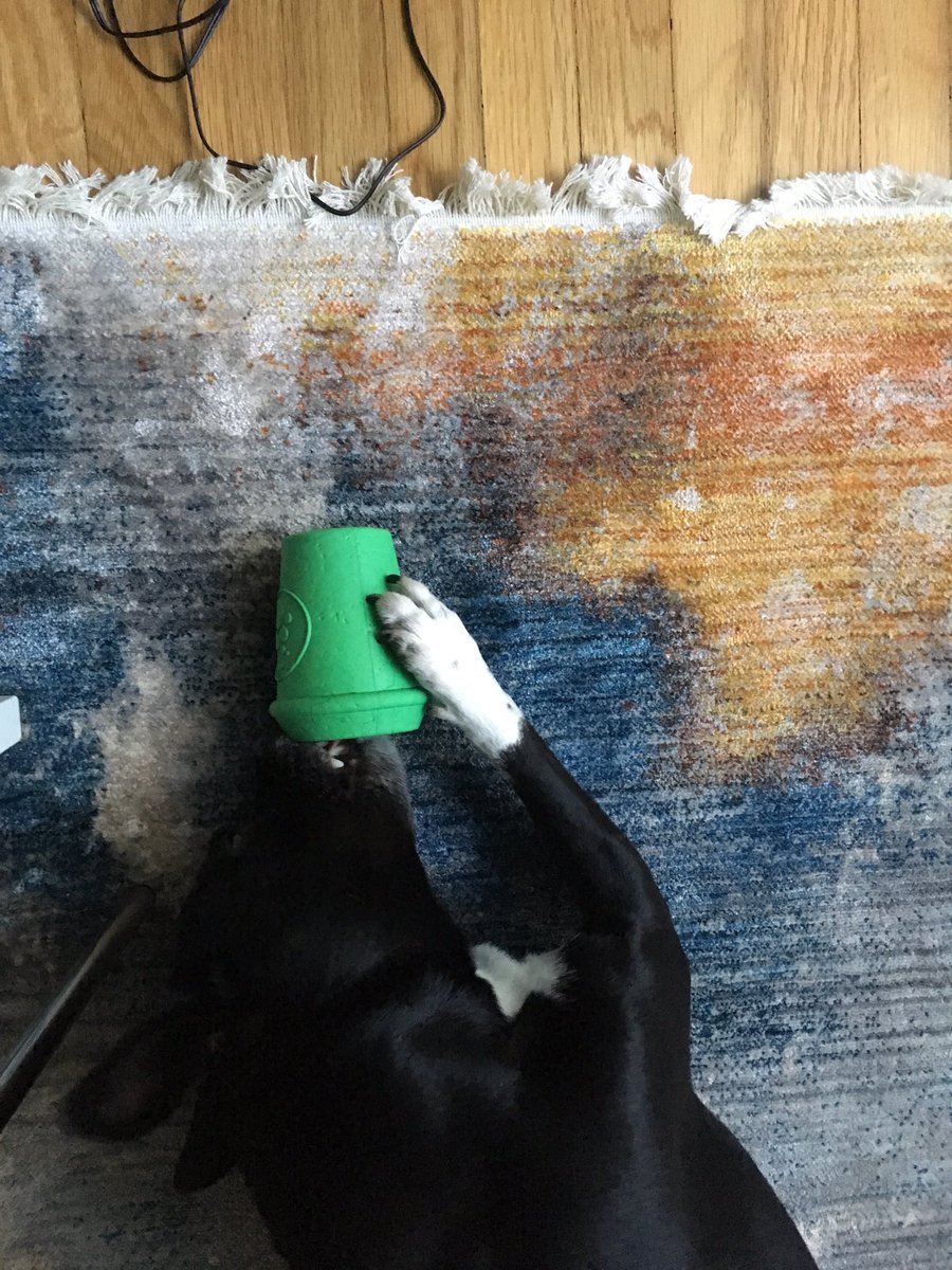 cosmopolitanK9's tweet photo. Doing the sipping-treats-from-my-you-chew-toy-mug thing https://t.co/0fAs5DKhJx