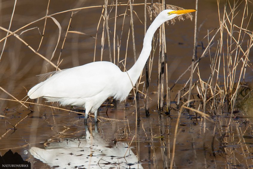 NatureWurks's tweet photo. Snowy Egret #egrets #AlligatorRiverNWR #NC #WildlifeRefuge #Refuge #birds #birding #Birders #birdwatching #wildlife #wildlifeplanet #animalkindom #wildlifePhotographer #Photoadventues #nature #Photooftheday #NatureWurks #Reflections #Naturephotography #photography #teamcanon https://t.co/yG2HKfETWz