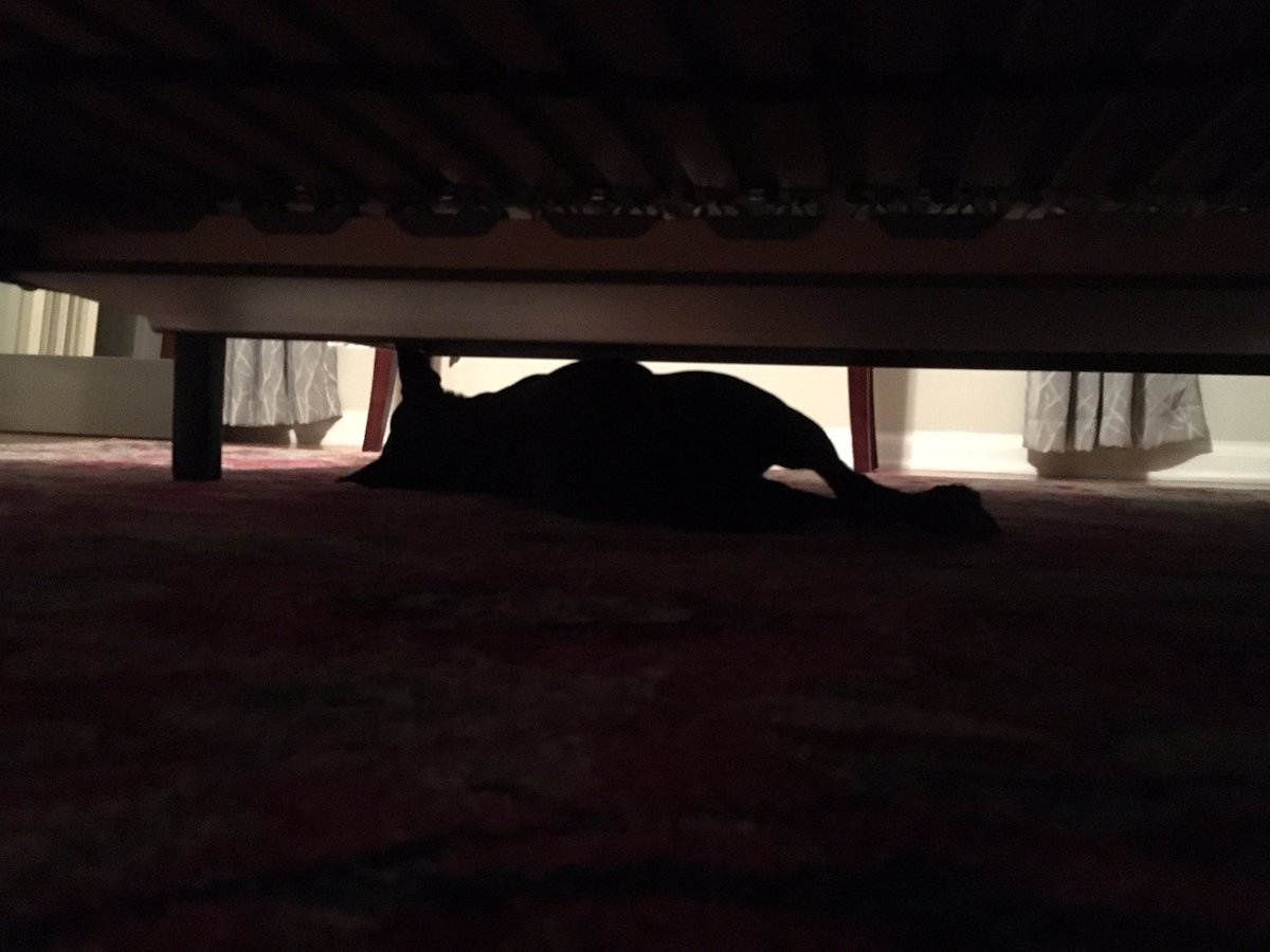 cosmopolitanK9's tweet photo. Doing the sleeping-under-the-bed thing https://t.co/JDcKj0clGU