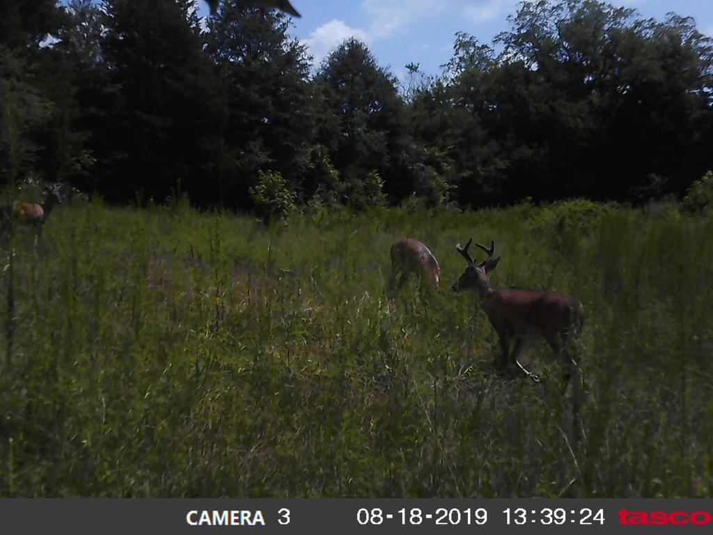 JRobbOutdoors's tweet photo. Its on...... come on bow season #mathewssolocamlx #bsaoptics #buckfever #deerhunting #bowhunting #whitetaildeer #jrobboutdoors #tascotrailcam #outdoorlife #greatoutdoors https://t.co/NyfSQ9TIWC