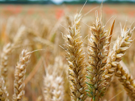 perfectautomat's tweet photo. Scientists from Australia’s national science agency, @CSIRO , can now detect gluten in any food and show which grain it comes from, making it easier for food companies to correctly label their products. https://t.co/nSU3nhbzoF #glutenfree #food #foodallergies https://t.co/KA4EcMYkdD