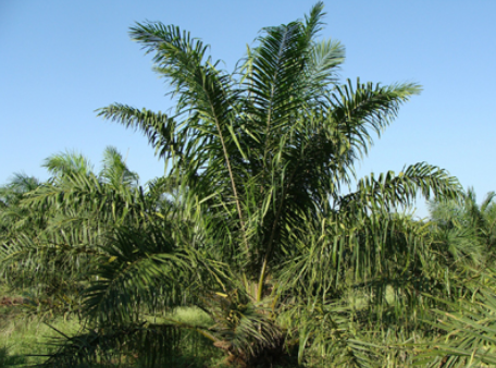 perfectautomat's tweet photo. The Palm Oil-Free Accreditation Program (POFAP) celebrates its second birthday with 1,088 products having been Certified Palm Oil Free with hundreds more currently under assessment. https://t.co/sbEe8mfaiN #palmoil #foodindustry #palmoilfree https://t.co/ge6NvGfyQF