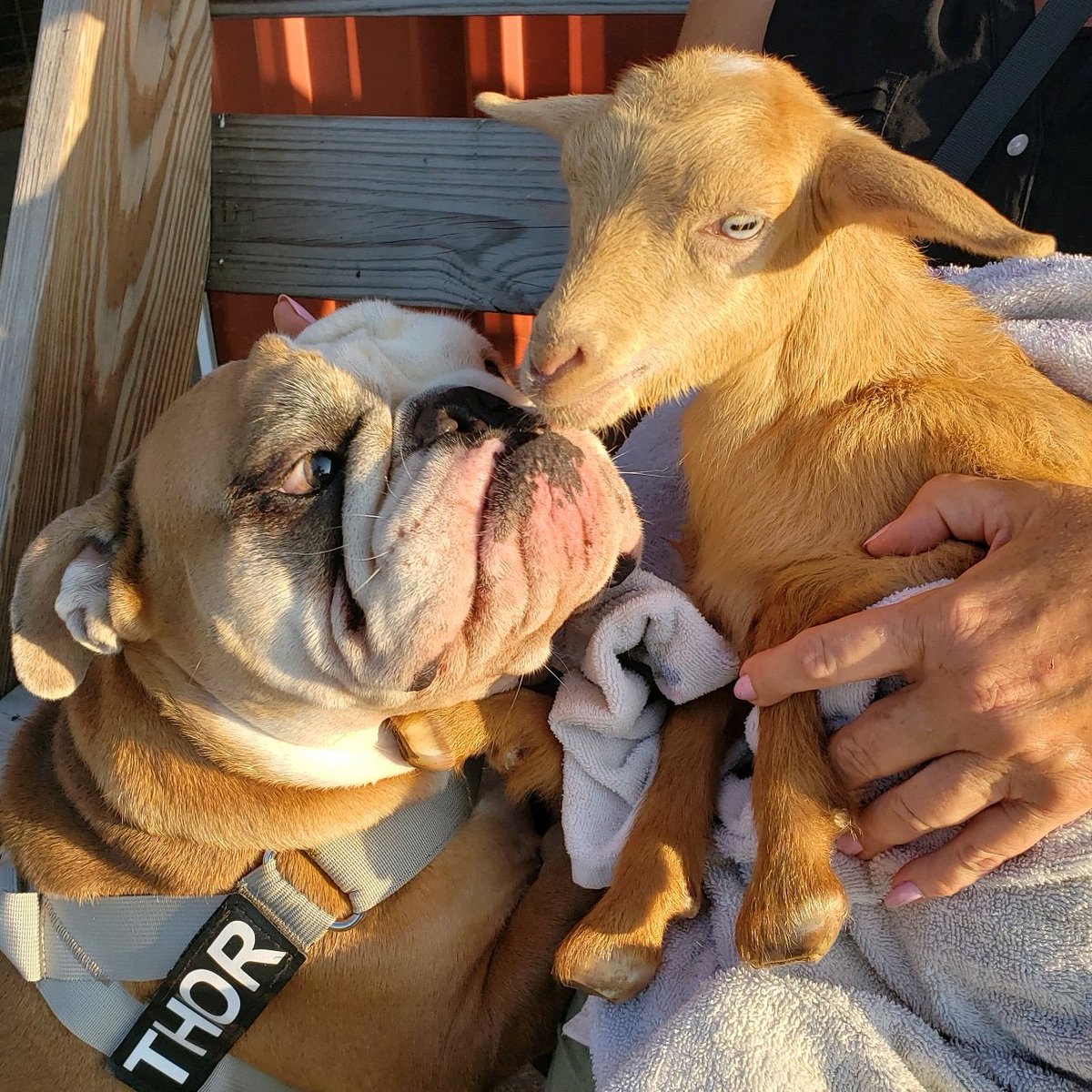 It's true....one of my BFF's is a goat....be jealous 💕💞😁😎 Dis is Ginny 💜 She is da sweetest goat and I love giving her smooches 💕🥰💞
.
.
#bffs #bff #bestfriendgoals #squadgoals #goats #goatsofinstagram #babygoats #toocuteforwords