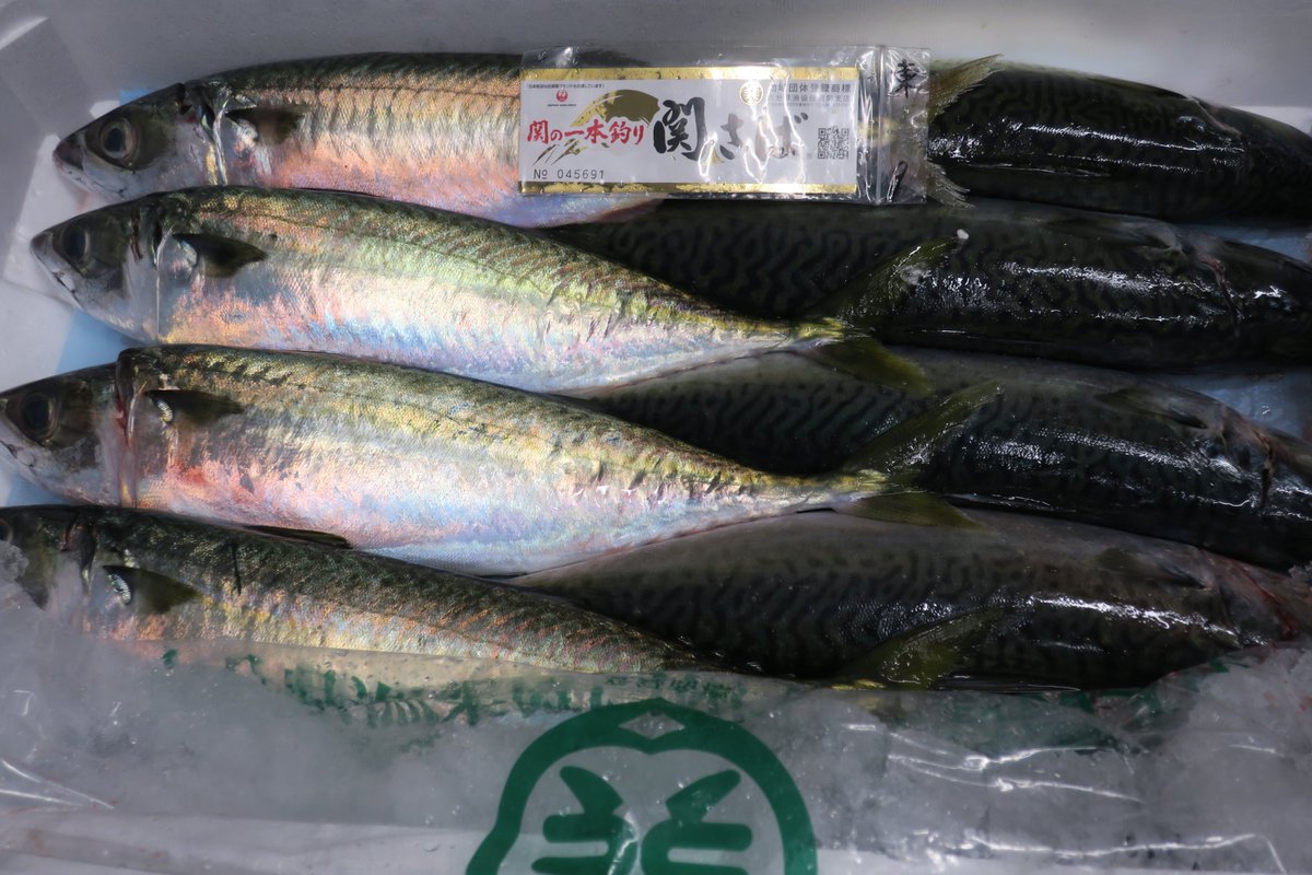 関イサキ 関イサキ