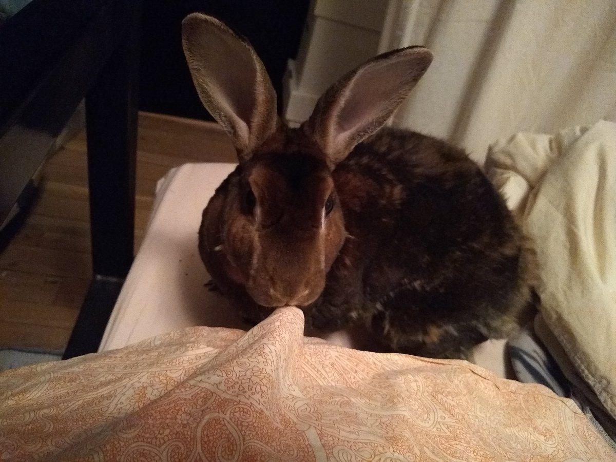 howling_zoro's tweet photo. look at my little boy https://t.co/J2eQEZv0QY