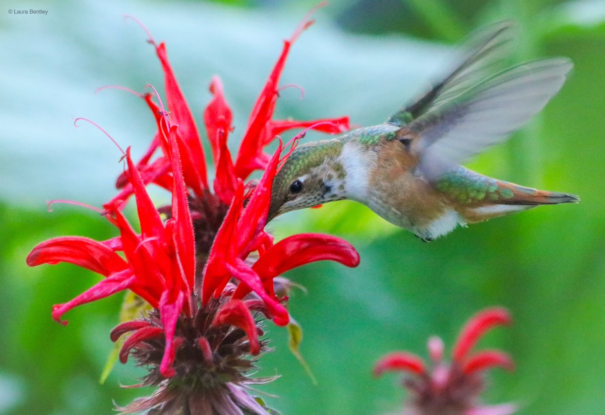 The fairies have arrived 😍 juvenile #RufousHummingbird #Hummingbird I do it all for the ❤️of #birds