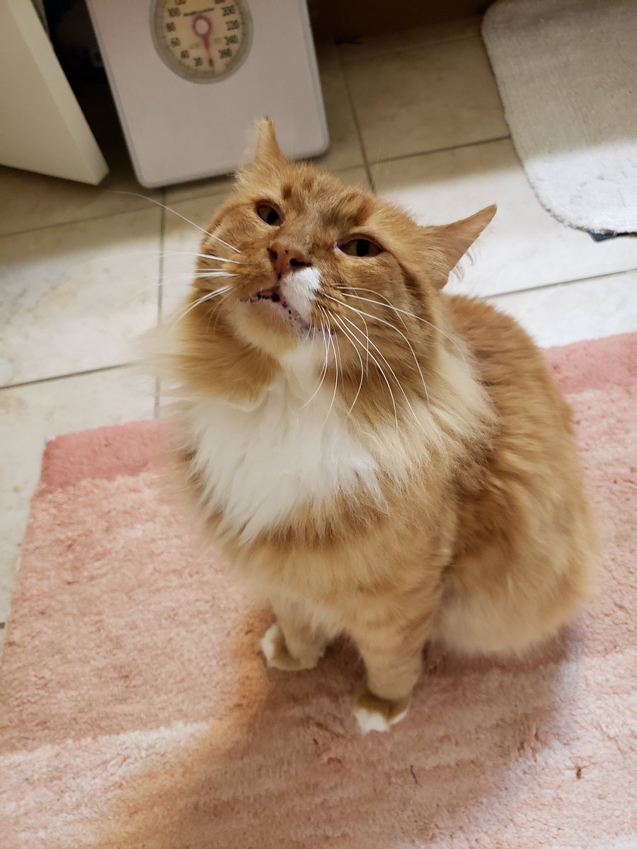 ohsofrivolous's tweet photo. @poorlycatdraw 
he wants to know why he can't get in the tub wiff mom 😭😂 https://t.co/f5N7AAIpqf