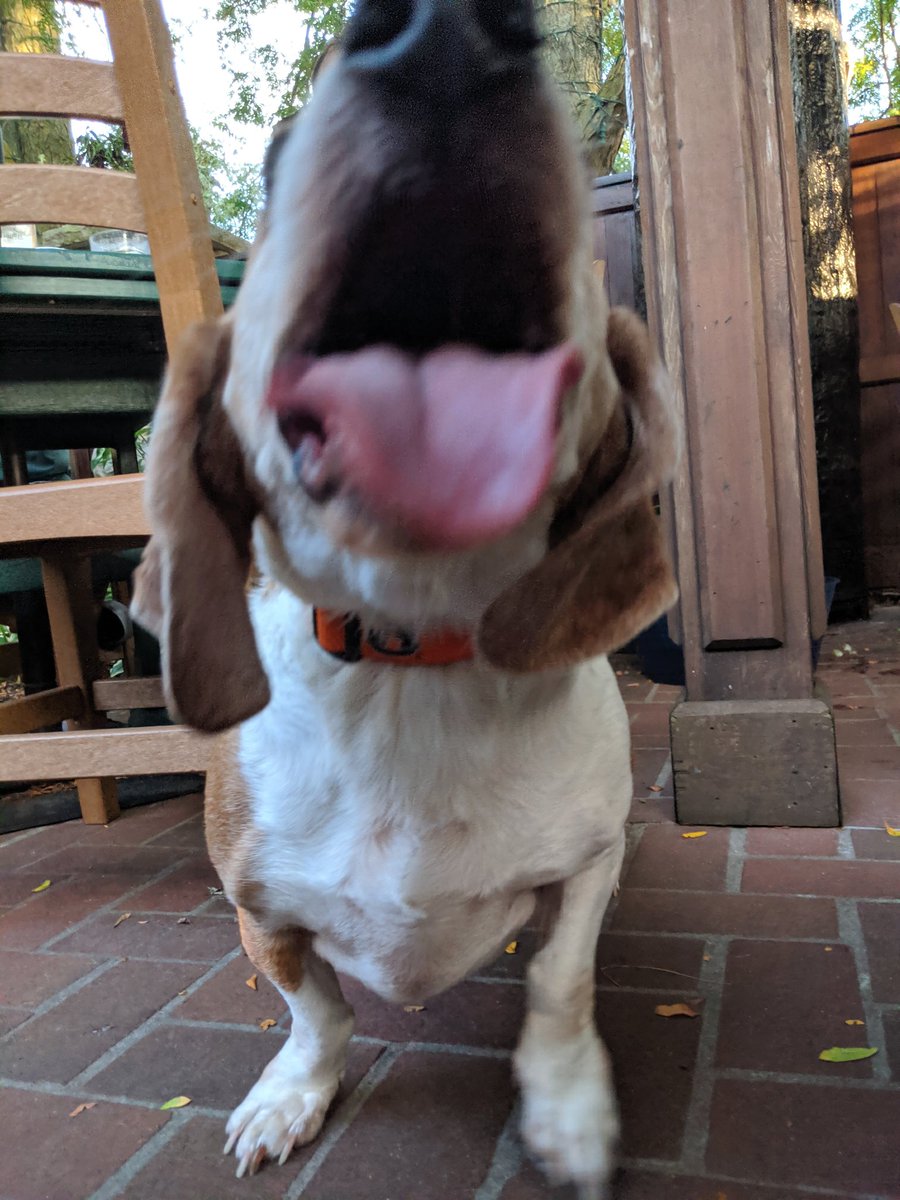 OlympicTavern's tweet photo. So many good doggos at our #pintsforpups night tonight. I love Mondays so much more now that we do this every week.
#rockford #rawkford @dog_rates https://t.co/JlTHi4NwQ0