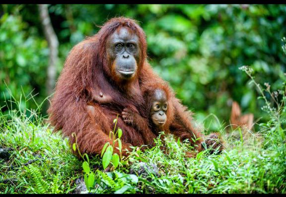 Today is #worldorangutanday. In the last 20 years, over 3.5 million hectares of Indonesian and Malaysian forest have been destroyed to make way for palm oil. Almost 80% of orangutan habitat has disappeared in the last 20 years. We are losing over 6,000 orangutans a year.