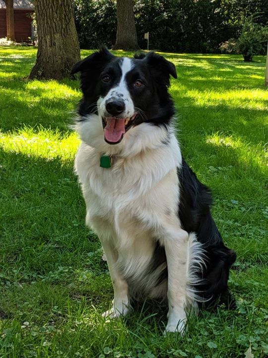 Lostdogsmn Lost Dog St Cloud Border Collie Mix Male Date Lost 08 19 19 Dog S Name Bandit Breed Of Dog Border Collie Australian Shepherd Mix Gender Male Closest Intersection 1101 7th St S City