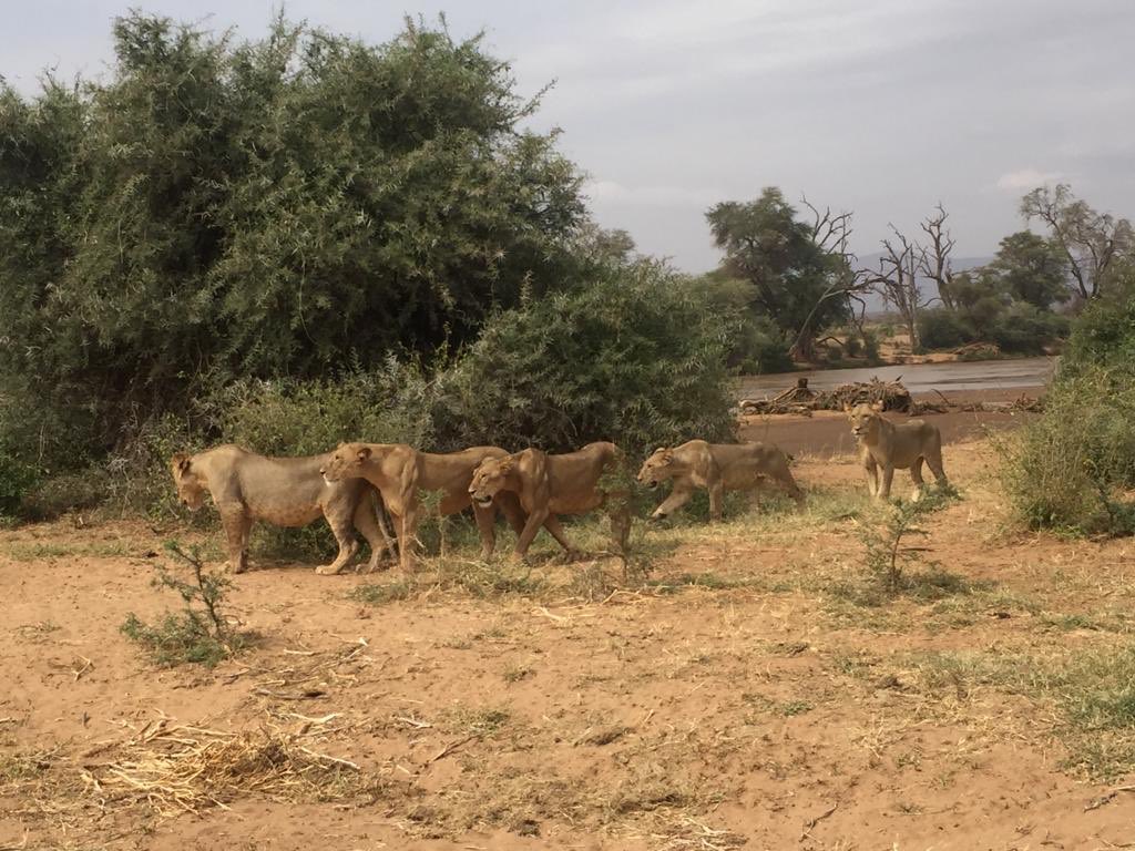 EwasoLions's tweet photo. Great sighting of lions in Samburu yesterday during large carnivore survey @Femke_Broekhuis #carnivoresurvey https://t.co/7ToU5DmKIn