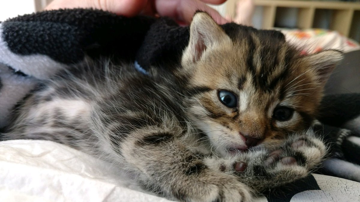 pit_iful's tweet photo. So much cuteness of mini #murderino #Freddie. #kitten https://t.co/fNRth76eH5