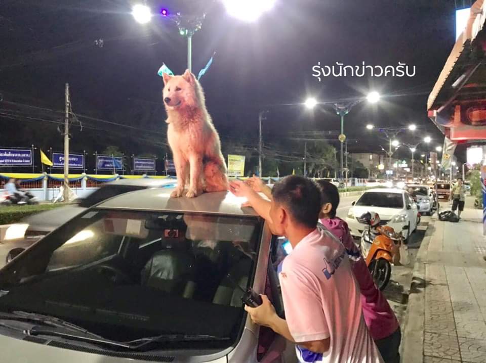 cake_journey's tweet photo. พบ "สุนัขเพศผู้" ขึ้นไปอยู่บนหลังคารถเก๋ง บริเวณไฟแดง ถ.พระยาสัจจา เมืองชล ตร./อาสา เกลี่ยกล่อมนานกว่า1ชม.ก็ไม่ยอมลงมา จึงให้เจ้าของรถขับรถวนกลับไปบริเวณหมู่บ้านที่อาศัยอยู่ (ที่จอดรถไว้ตอนแรกแล้วน้องขึ้นมาตอนนั้น) สุนัขจึงยอมลงจากรถ 

Cr.รุ่ง วงษ์ชัยเดช
cr. FM91 Trafficpro https://t.co/vC6T5bJ6ab