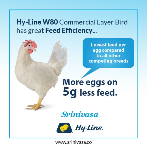 Download Srinivasa Farms On Twitter W 80 Commercial Layer Bird Has Great Feed Efficiency And Has Persistency For Long Single Cycle Lay Means More Eggs On Five Grams Less Feed Producers Gain More Profitability With Feed