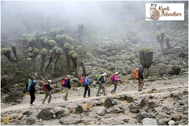 kweliadventure's tweet photo. The #Lemoshoroute is one of the newer routes on the mountain, and a superb choice for your #Kilimanjaro climb. 

Do you want to know morevisit our page @ https://t.co/3fCW1le8yw. https://t.co/iugLnutGe5