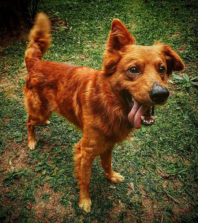 daniloalmeida's tweet image. One happy dog 🐶 #mutt #farmdog ift.tt/30j1zNz