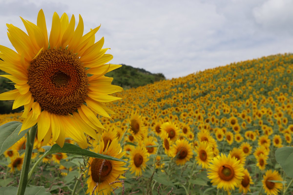 福島県観光物産交流協会 En Twitter 8 19の喜多方市 三ノ倉高原ひまわり畑がこんな状況です 見頃ですね ひまわりフェスタも開催中 いつ行こうかな なんて迷っている方 明日に延ばさないで 今です ねーちゃん あしたっていまさッ 開花状況
