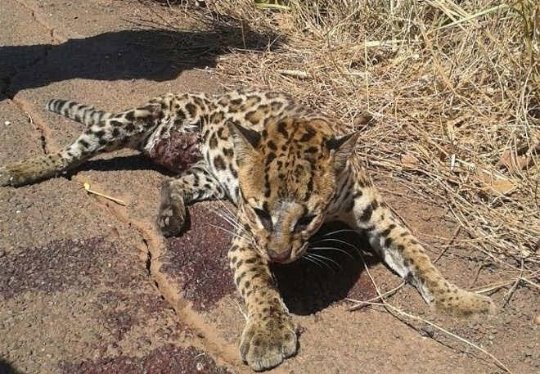 sabriigukk's tweet photo. Gente, esto tiene que saberlo el mundo entero. La Amazonia se está quemando, el último pulmón de la tierra, y el presidente Bolsonaro no está haciendo nada, por favor, difundan esto, para se haga algo al respecto

#PrayforAmazonia https://t.co/07zaYVxx3b