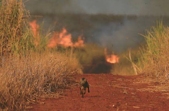 sabriigukk's tweet photo. Gente, esto tiene que saberlo el mundo entero. La Amazonia se está quemando, el último pulmón de la tierra, y el presidente Bolsonaro no está haciendo nada, por favor, difundan esto, para se haga algo al respecto

#PrayforAmazonia https://t.co/07zaYVxx3b
