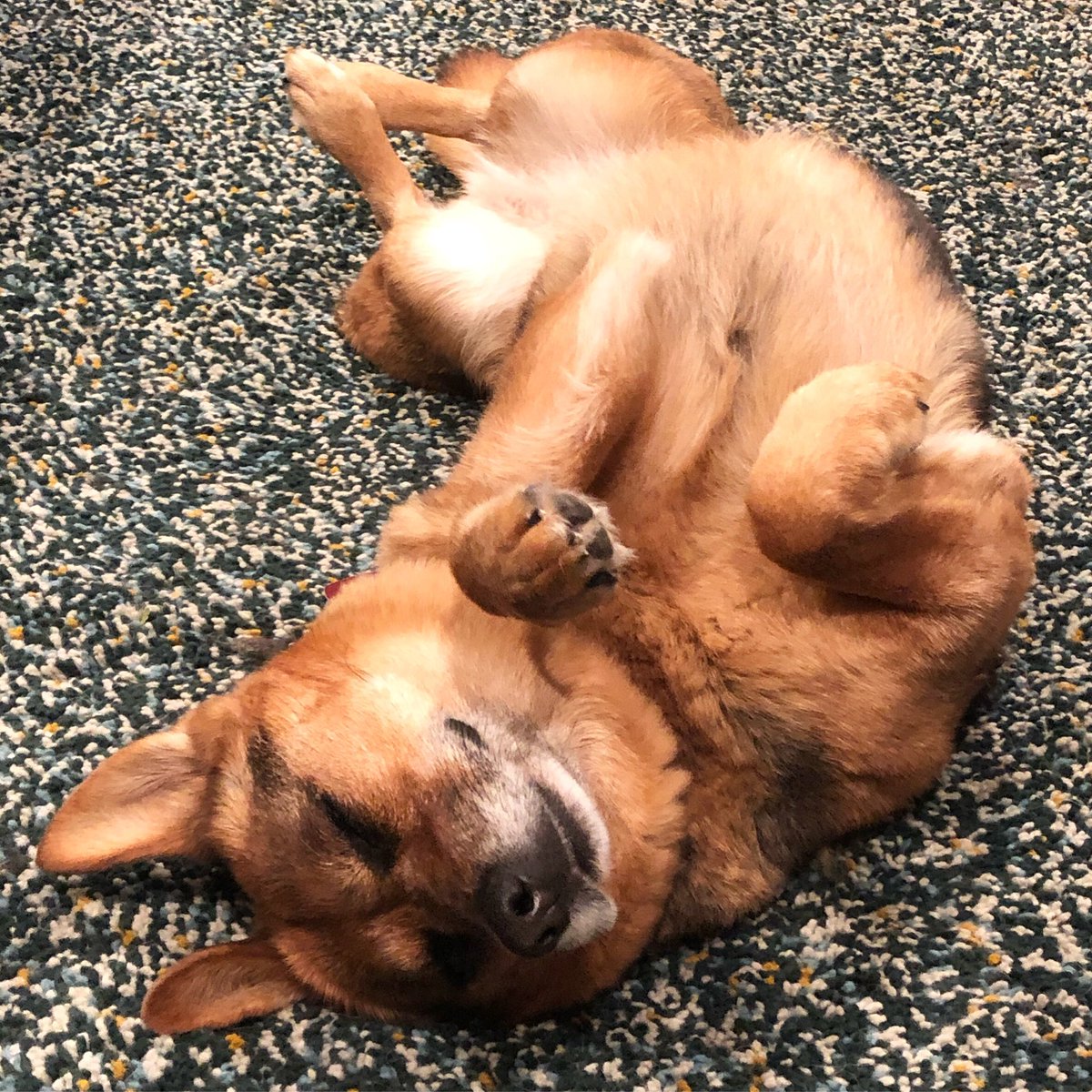 sassafraslowrey's tweet photo. Precious precious girl - I’m so glad she’s back to being able to sleep on her back #herniateddiscsurvivor #herniateddiscrecovery #muttsofinstagram #rescuedog #specialneedsdog #dogstagram #dogsofinstagram https://t.co/XKPQLlfl0D