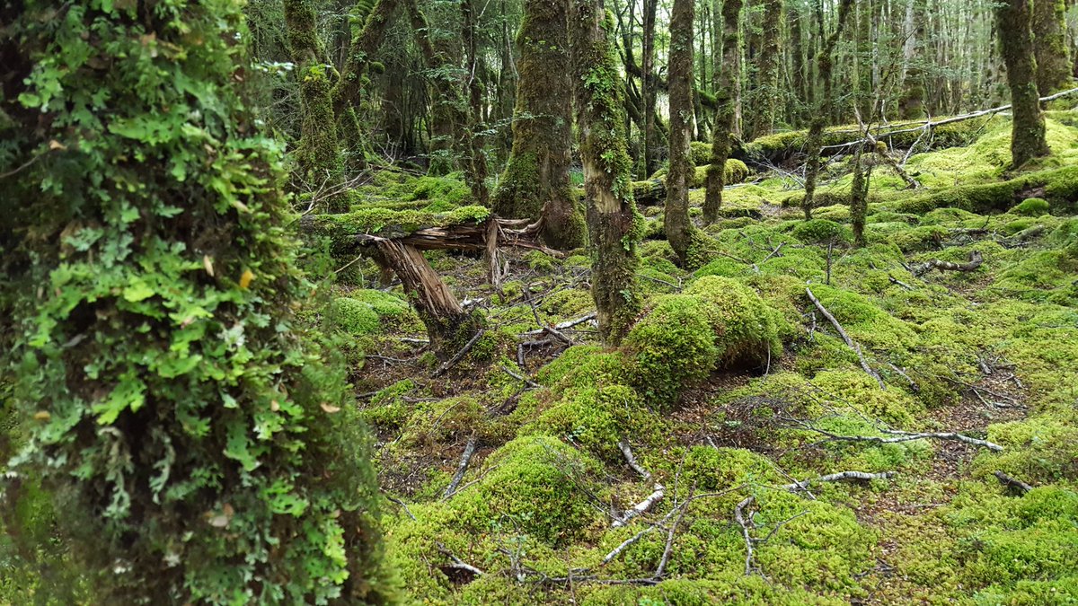 Fiordland Forest #NZraCUZ