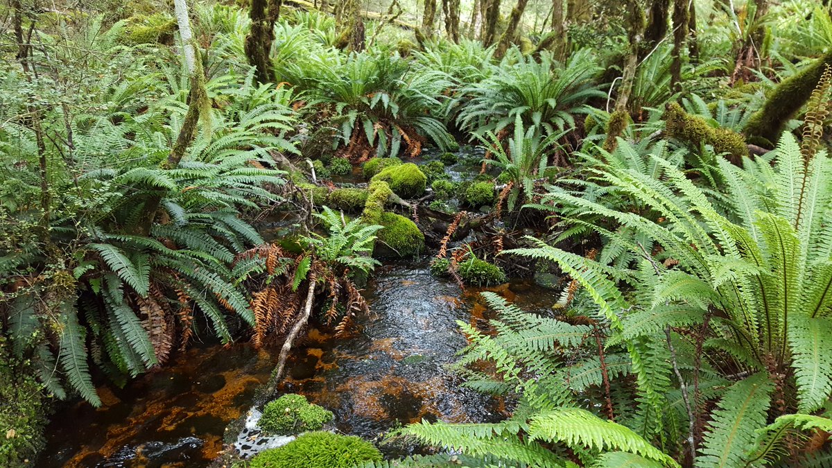 #NZraCUZ Crown Ferns