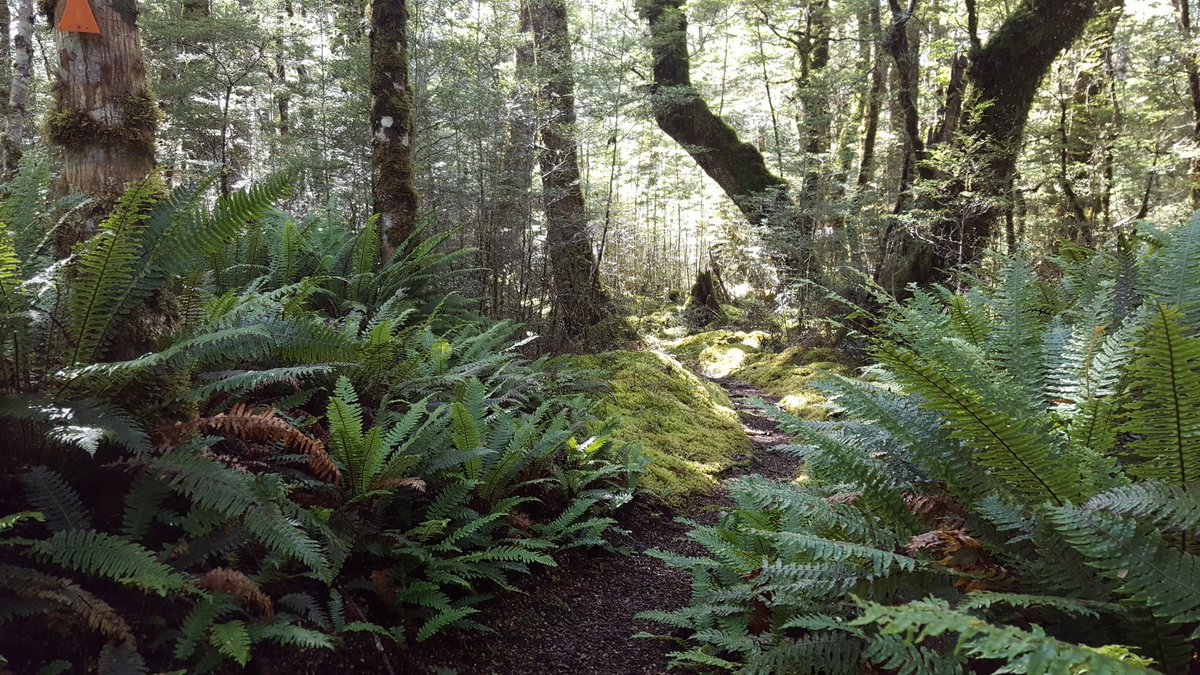 #NZraCUZ Tawai or Beech Forest