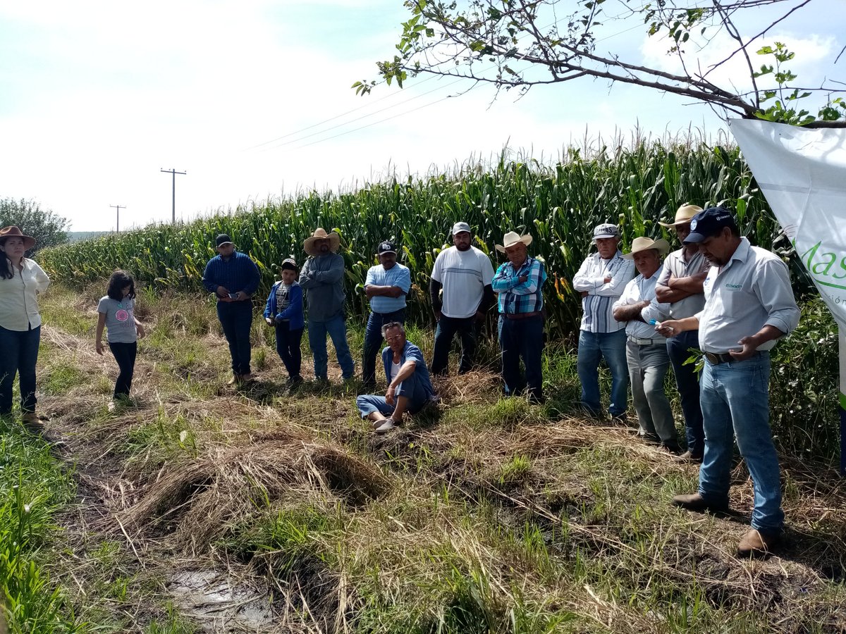 maricarmenuribe's tweet photo. Intercambio de experiencias en campo. Recorrido realizado en la localidad del Ranchito. En el recorrido estuvo presente la alcaldesa del Mpio Lic. Alejandrina Lanuza, personal de #impulsoalcampo, estudiantes de #Itess y productores de diferentes localidades. @SDAyR_GTO https://t.co/nXqCwLWW1h