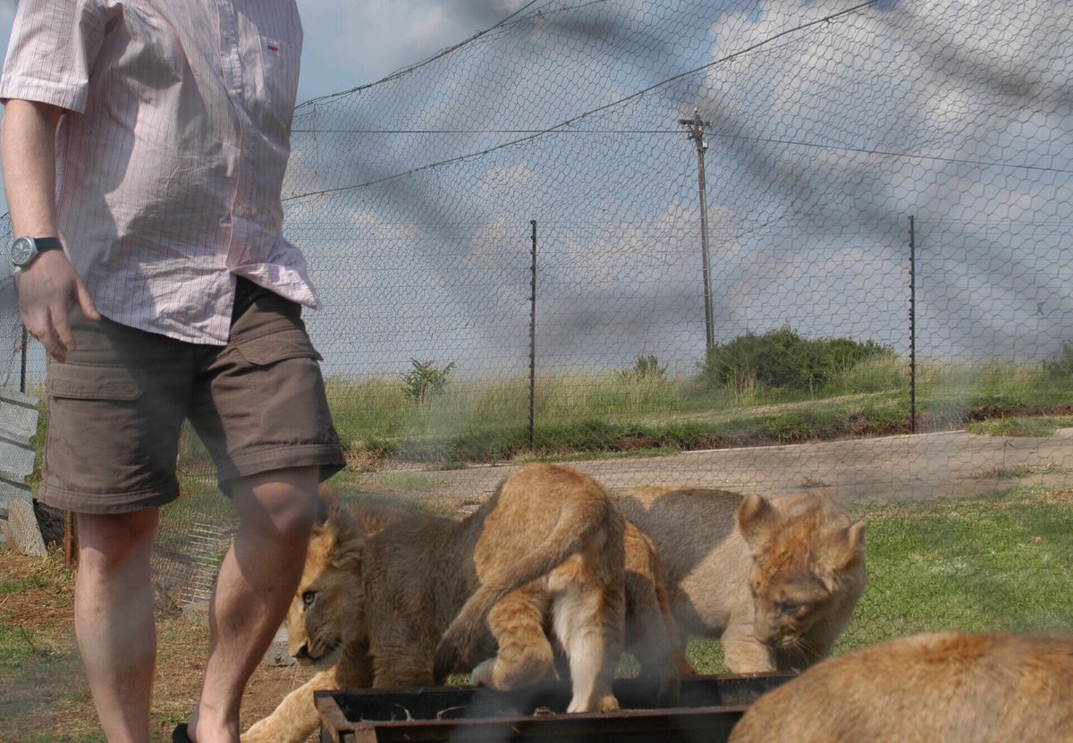 FOURPAWSZA's tweet photo. Are we actually doing more harm than good with these once in a lifetime photo opportunities? Walk with them now, but they’ll be killed later! #BigCatScam #WalkingScam #CaptiveLionBreeding @FourPawsUK @FOURPAWSUSA @fourpawsAU @fourpawsint https://t.co/4VQbr8K3x4 https://t.co/1ayGbg3Uhm