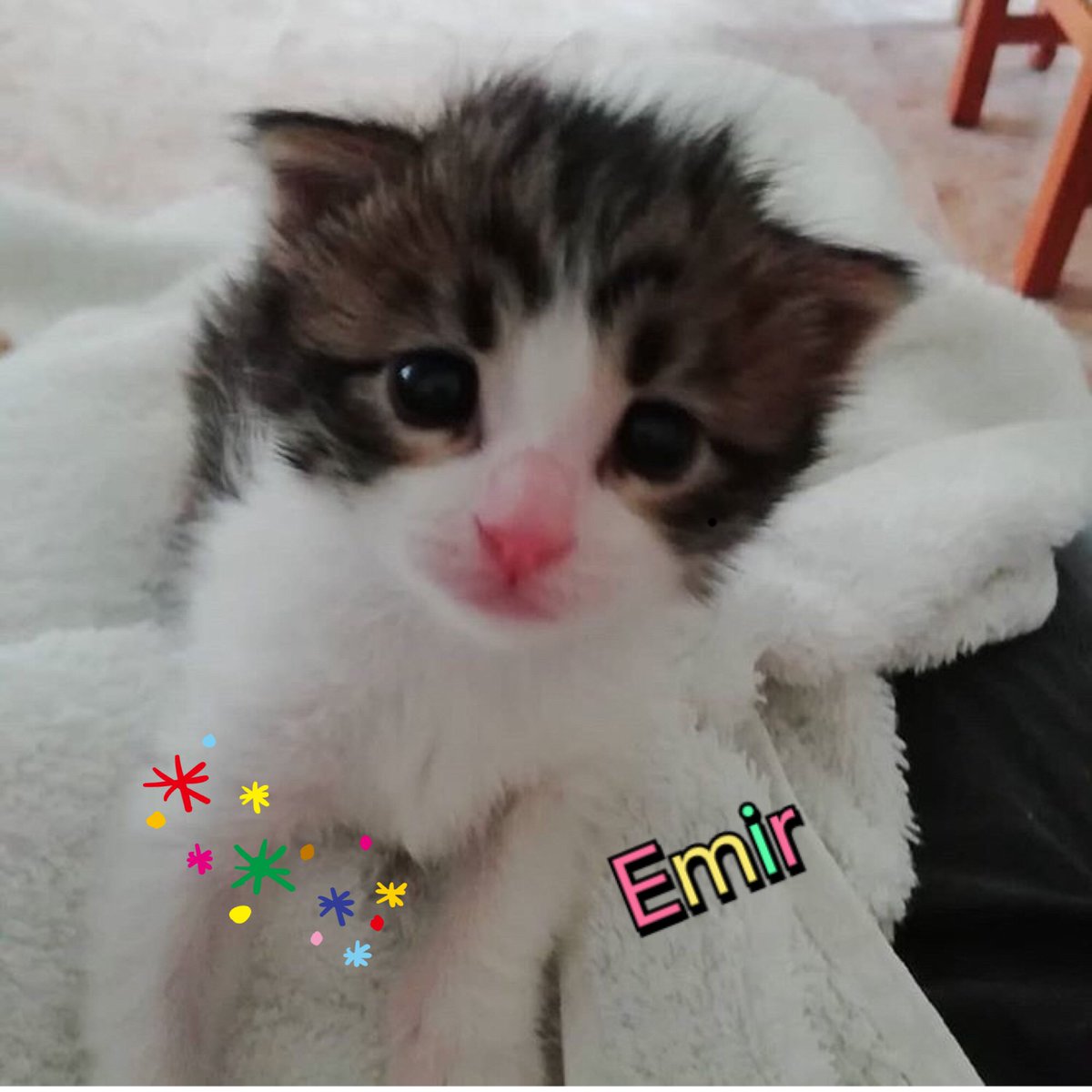 #FelizMartes #incendio #AdopcionResponsable #Adopta #Bomberos #catlover #AvalanchaDeGatitos #Bondia #Emir esta bolita con la nariz roja y despeinada busca human@ para empezar el curso escolar en su casa, será la tuya?<a href="/Hogar_moka/">Hogar_ Moka</a> <a href="/lavecinarubia/">La Vecina Rubia</a> @silviaromera1