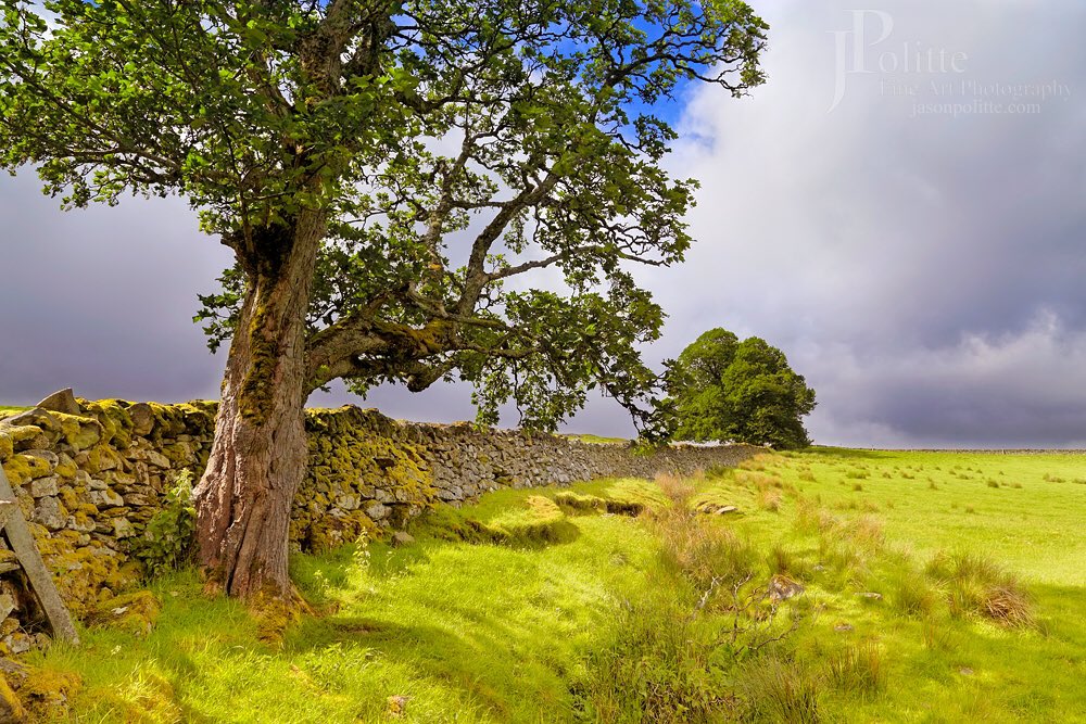 JasonPolitte's tweet photo. NEW! ‘Silent Sentinel’ - Prints available at https://t.co/RjuFijgMFf 

#acharn #drystanedyke #scotland #perthandkinross #aberfeldy #kenmore #visitscotland #scotlandtravel #scotlandexplore #highlands #scottish #stonewall #lonetree #landscape #photooftheday #fineart #photography https://t.co/P4vYFEZIky