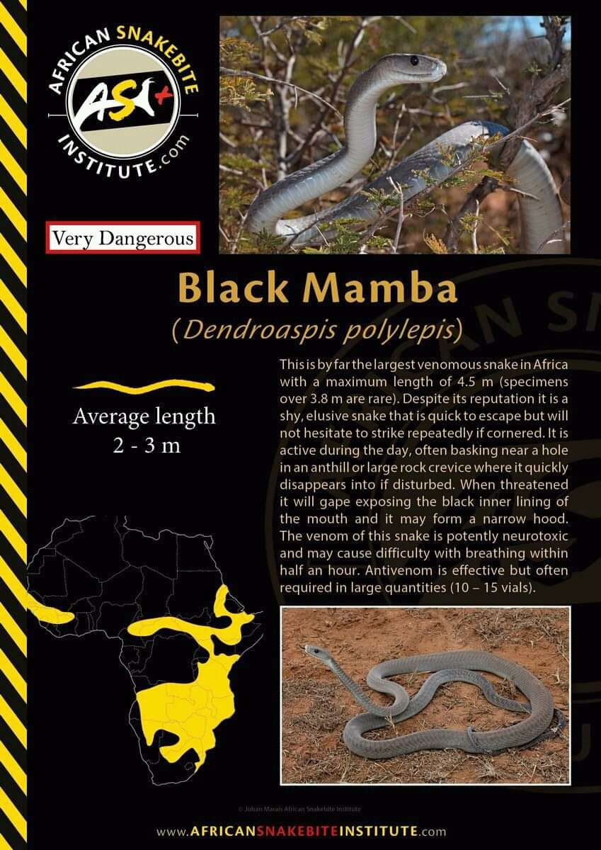 LoneWalker_256's tweet photo. #SnakeTuesday 
Today I share with you the best of #African_Snakes
1. Black Mamba
2. African Rock python
3. Anchieta's Cobra
4. Bibron's Stiletto
Source
#AfricanSnakeBiteInstitute https://t.co/ebLRytLEvO
