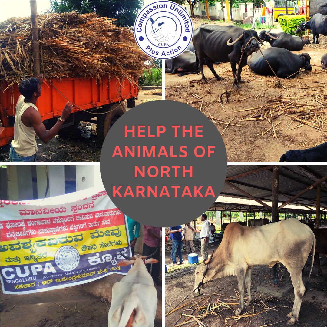 Donate to help the animals affected by the floods: cupabangalore.org/donate-now/

#CUPAIndia assisting with flood relief in districts in North Karnataka and is working in sync with Animal Husbandry Dept. Karnataka.
#RT &amp; #HELP RAISE FUNDS!
#CUPAforAnimals
<a href="/Sowmyareddyr/">Sowmya | ಸೌಮ್ಯ</a> <a href="/Simi_Garewal/">Simi_Garewal</a>