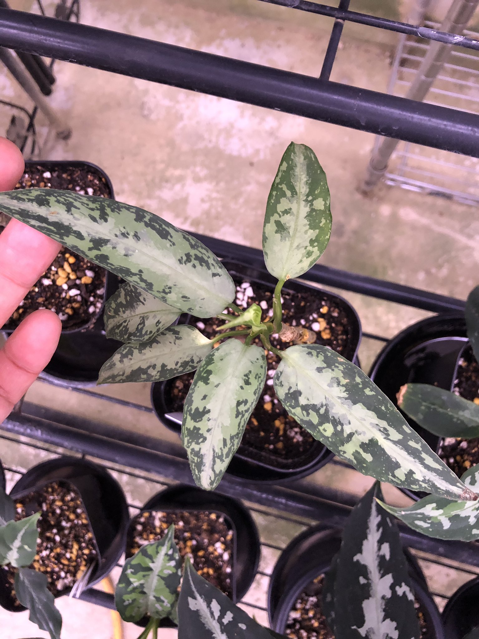 アグラオネマ TZ便100819ーbー3 【公式通販】