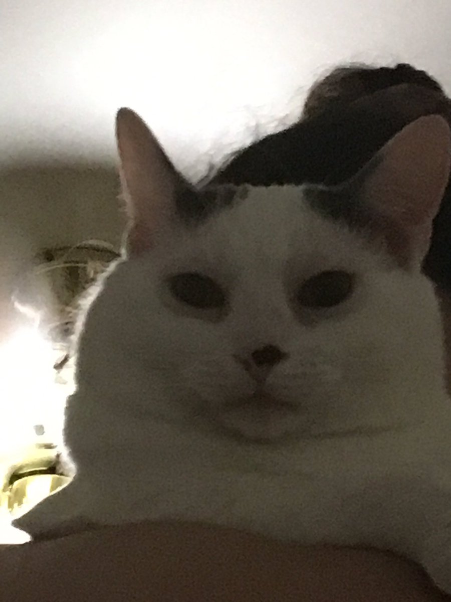 pdiddycat's tweet photo. @gaycatgiles Steev BooShimmy lookign Foowl , You Hab    Beem ExPosed https://t.co/12Mgoj6Ly9