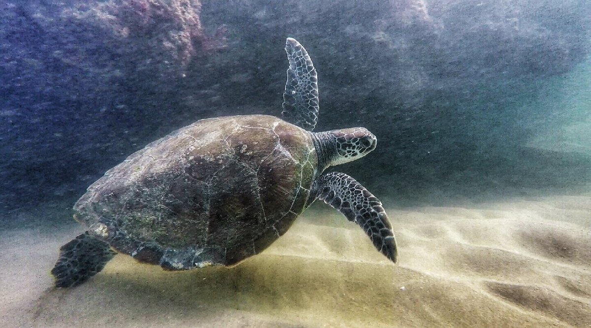 StrandloperP's tweet photo. On 21st September #StrandloperProject will survey #GerickesPoint and #Fransmanshoek reefs for snagged #recfishing as part of International #CoastalCleanupDay. #GardenRoute #SouthAfrica #ghostfishing #CleanOurOceans #KnysnaBasinProject @2OceansAquarium https://t.co/elG9mSn2Vr https://t.co/GO95aWc2yT