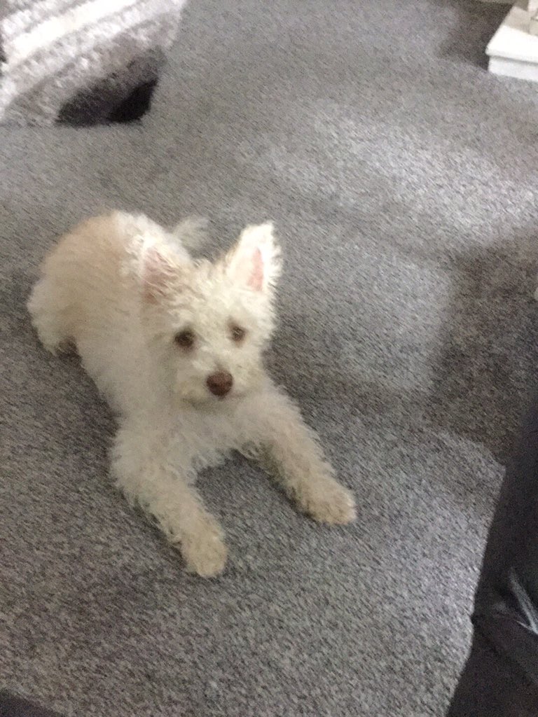 Ariom26z's tweet image. Buddy